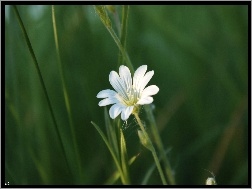 Rogownica Polna, Biały, Mały, Kwiatek